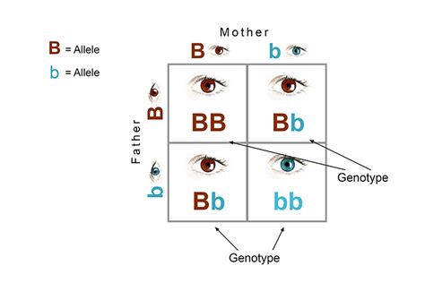 Inherit genes that define characteristics called genotypes