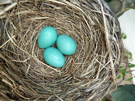 Robin Eggs - Precious & Existential Meaning of Color - Learn About Nature