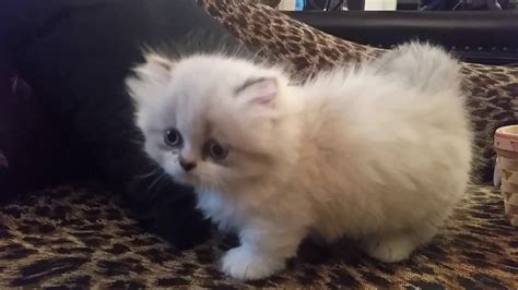 Teacup Munchkin Cats For Sale