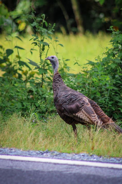 Wild Turkey - Where The Dogwood Blooms