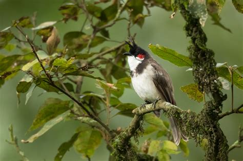 Red Whiskered Bulbul