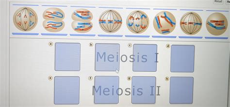 Solved meiosis 1 ﻿and meiosis 2 | Chegg.com