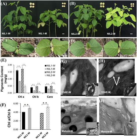 Phenotypic Evaluation Of Yl A B Leaf And Seed Coat Color Of Wild Type