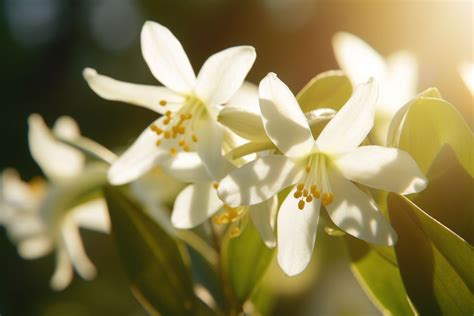 Vanilla Flower Meaning Symbolism And Spiritual Significance Foliage