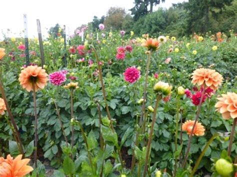 Dona Flora Herbs: Four decades of hard, beautiful work — Skagitonians ...