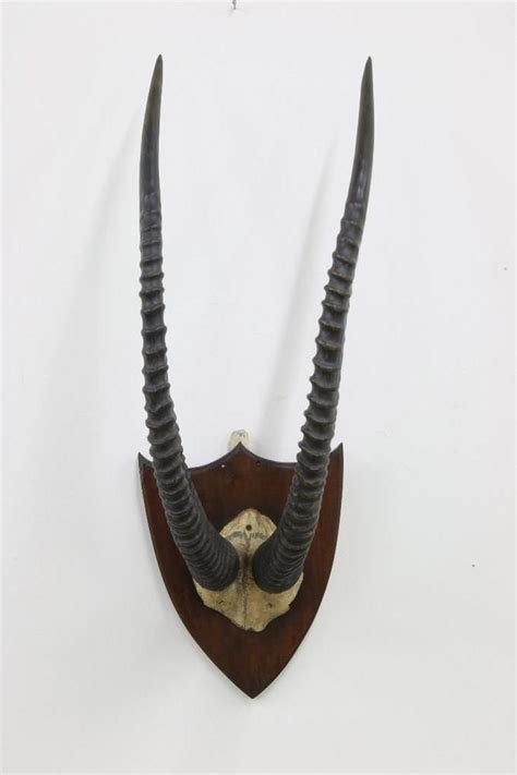 Lot - Roan Antelope Horns Mounted