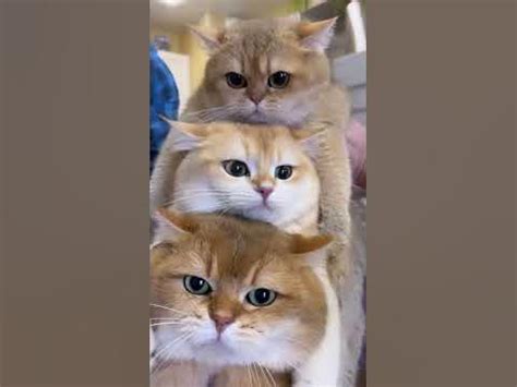 Премиальная еда для ваших любимцев. Ищите на Ozon «Hati корм» - YouTube