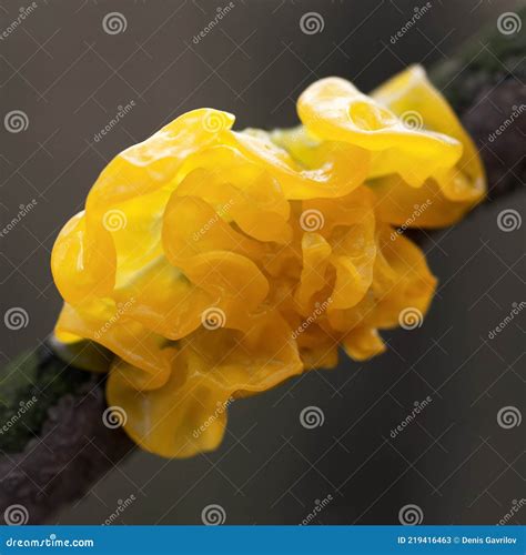 Mushroom Tremella Mesenterica or Yellow Brain, Golden Jelly Fungus