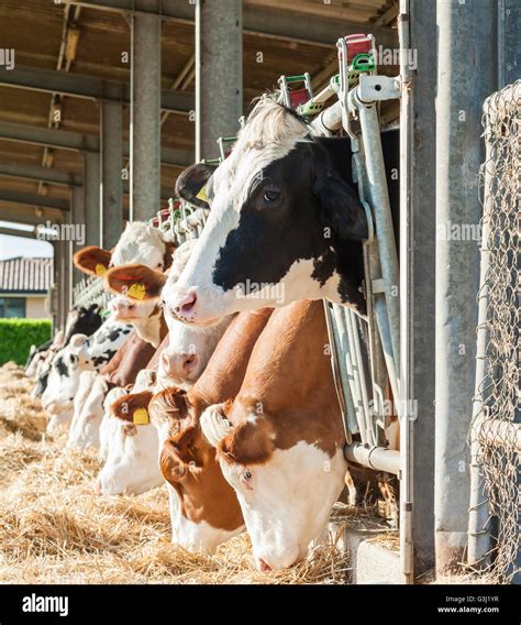 Many cows eating hay on feeding trough Stock Photo - Alamy