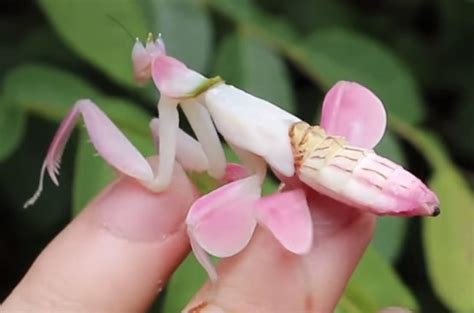 Garden Talk What You Need To Know About The Flower Mantis Delta Optimist