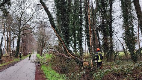 Baum Droht Auf Stra E Zu St Rzen Feuerwehr Uelsen