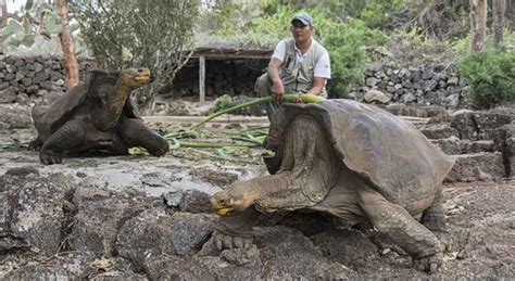 Projeto Recupera Tartaruga Considerada Extinta H Anos Em Gal Pagos