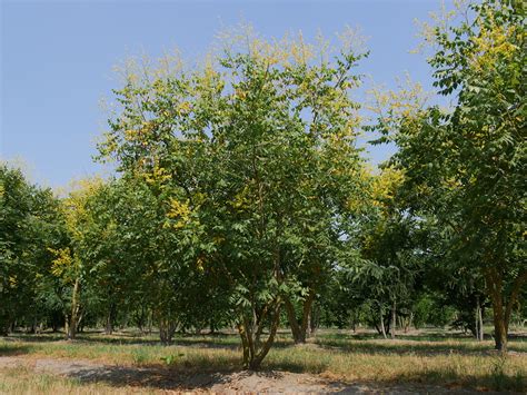 Koelreuteria Paniculata Sapindaceae Van Den Berk Nurseries