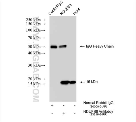 Ndufb Antibody Rr Proteintech