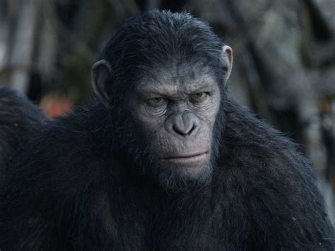 Guide To The Apes Of Dawn Of The Planet Of The Apes