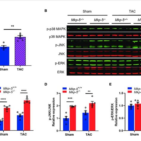 Tac Induced Pressure Overload Increases Mkp Expression In Mouse