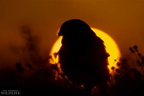 Sunset Owl — Ray Hennessy Wildlife