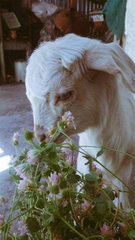 Baby Goat Şirin Hayvanlar Evcil Hayvan Sevimli Hayvan Yavruları