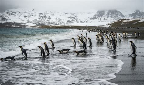 Antarctica Beyond The Polar Circle Wilkins Ice Shelf Arcturus