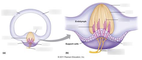 Crista Ampullaris labeling Diagram | Quizlet