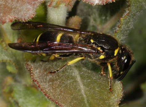 Hornet Black And Yellow On Leaf Ancistrocerus Bugguidenet