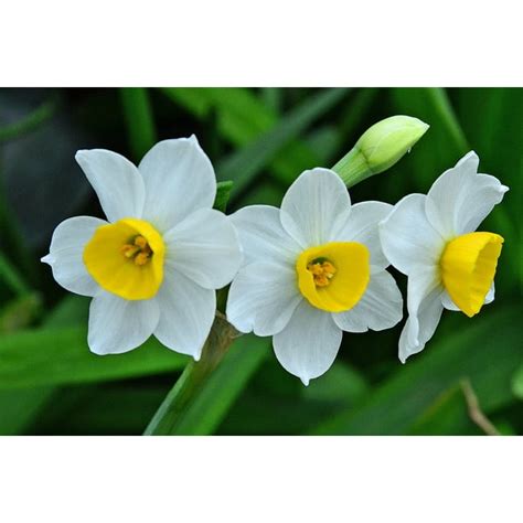 Chinese Sacred Lily - Paperwhite - Narcissus 5 Bulbs - INDOORS - Very ...