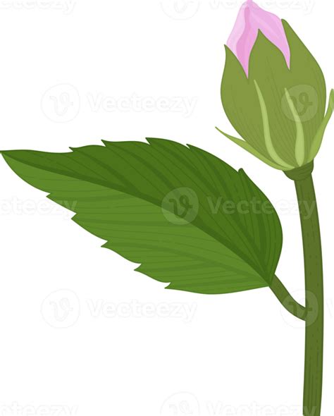 Pink Hibiscus Flower Hand Drawn Illustration 10174089 Png