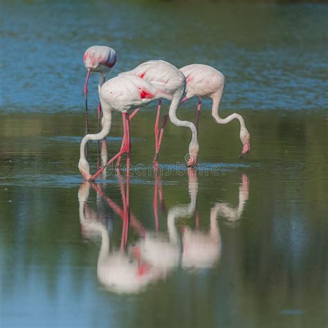 Flamingos Eating In Harmony Stock Image Image Of Cooperate Drinking