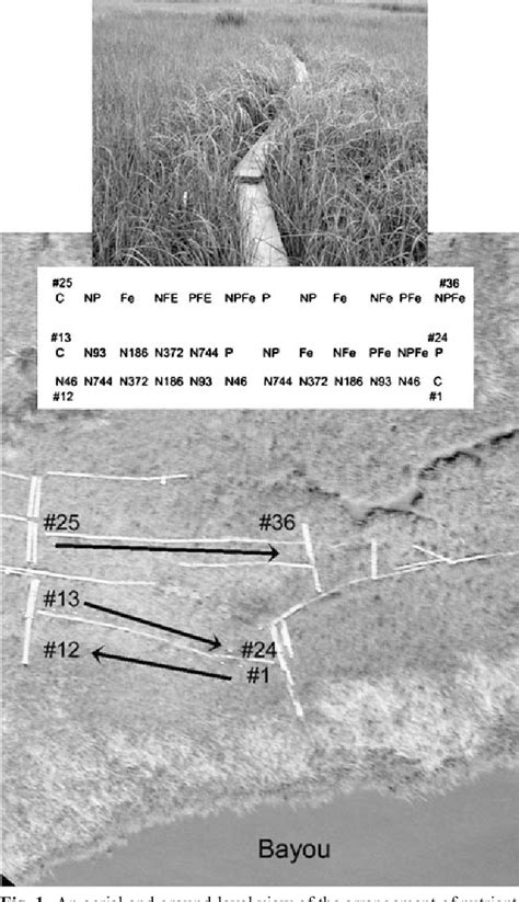 Figure From Below And Aboveground Biomass Of Spartina Alterniflora