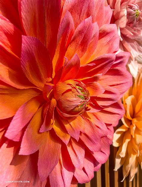 Crepe Paper Jumbo Dahlia Member Make Workshop Lia Griffith