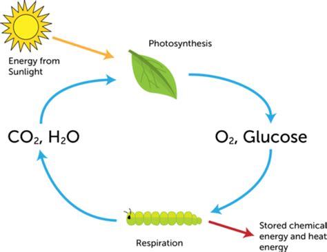 Biochemical Reactions Ck 12 Foundation