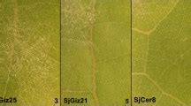 Assessment Of Potato Varieties Of Lithuanian Breeding Resistance Potato