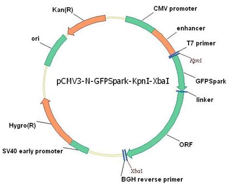 Oxct Cdna Orf Clone Human N Gfpspark Tag Unit