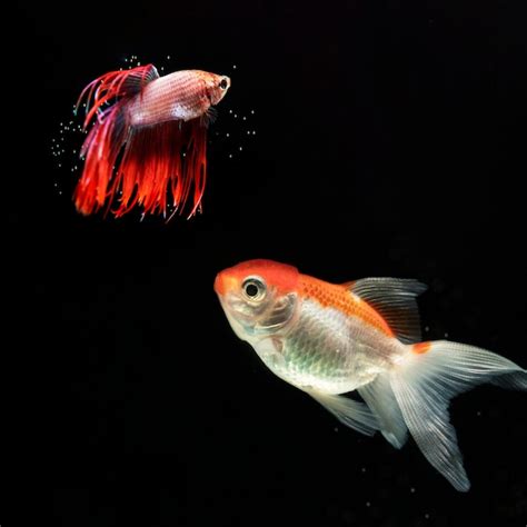 Free Photo | Variety of "half moon" betta fish