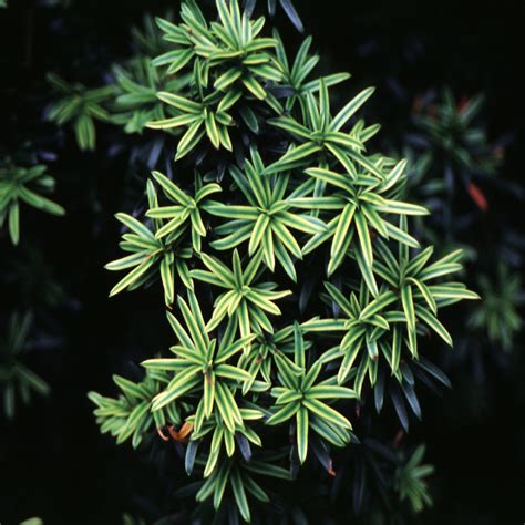 Taxus Baccata Fastigiata Aurea Irish Yew Siteone