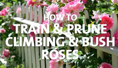 How to Train & Prune Climbing & Bush Roses - Palmers Garden Centre