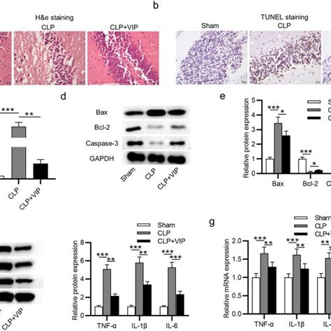 VIP Is Downregulated In The Hippocampus Of The CLP Rats A The Protein