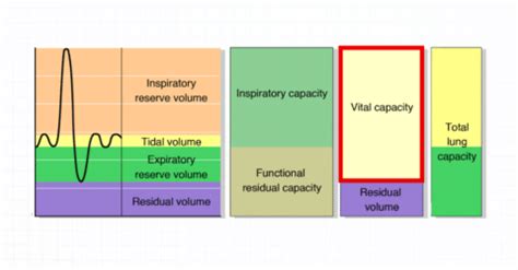 Forced Vital Capacity (FVC): An Overview (2025)