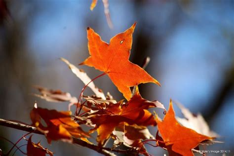 Wallpaper Sunlight Fall Depth Of Field Nature Reflection Branch