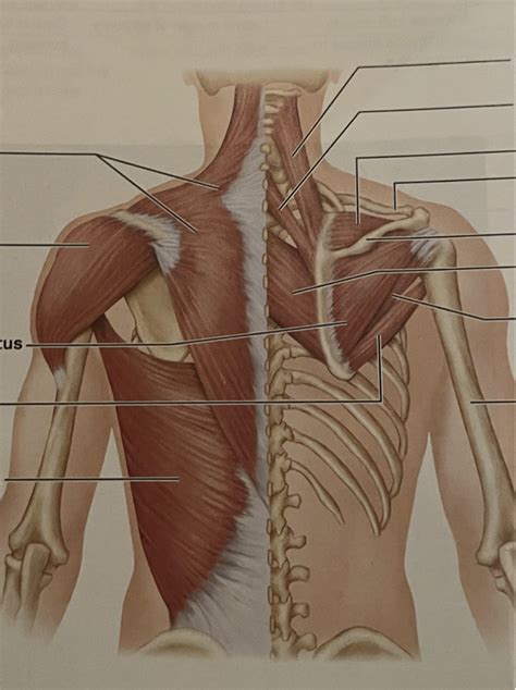 Anatomy Lab Practical Muscles Of Thorax Shoulder And Abdominal