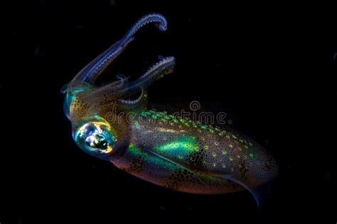 Bigfin Reef Squid Hovering At Night In Black Water Stock Photo Image