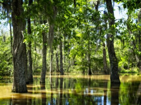 Honey Island Swamp, Louisiana