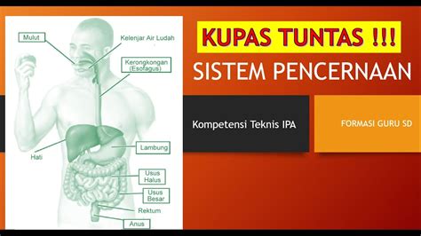 KUPAS TUNTAS SOAL PPPK TAHAP 2 KOMPETENSI TEKNIS IPA SISTEM