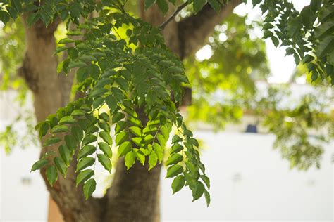 Free Images Tree Nature Branch Sunlight Leaf Flower Food