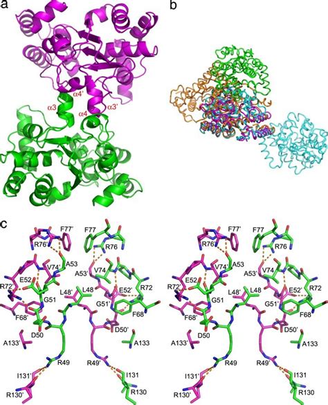 Dimerization Interface A Ribbon Diagram Of The Stal Dimer The Two