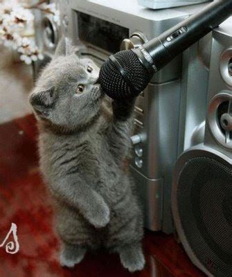 FUNNY CATS BLOG: Funny Cat Sing The King Of Pop's Song