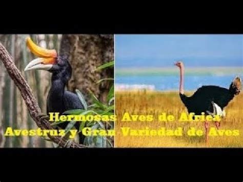 New Hd Documental Hermosas Aves De Africa Avestruz Y Gran Variedad