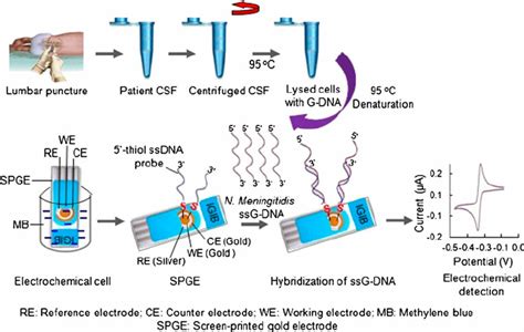 Schematic Representation Of Immobilization Of 5 ′ Thiol Labeled Ssdna Download Scientific