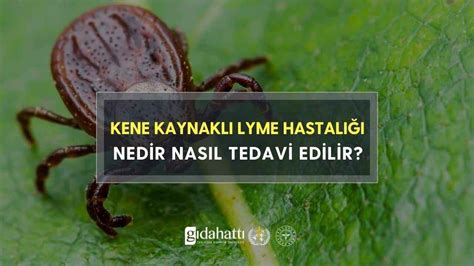 Lyme Hastal Nedir Nas L Bula R Belirtileri Ve Tedavisi Nedir