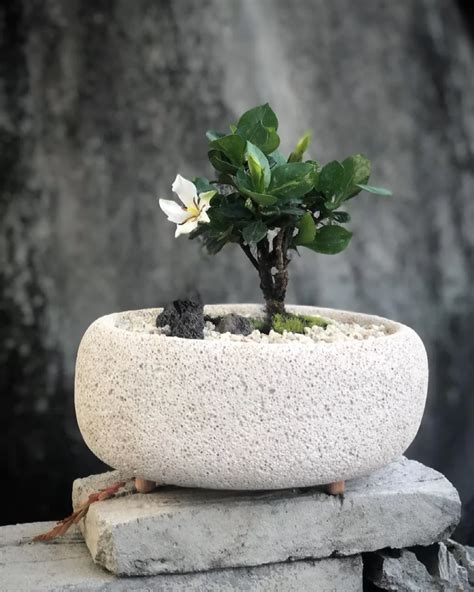 Gardenia Bonsai: Ultimate Growth Secrets